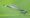A Banded Demoiselle dragonfly.