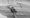 Detail from James Pyman's The Owl in Daylight (2013). Image: PEER Gallery