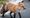 Calls made at council meeting for ‘humane cull’ of borough’s urban foxes