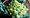 Broc and roll