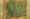 Lemongrass