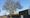Thousands plead with developer Berkeley Homes not to fell Happy Man Tree