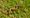 The Citizen Gardener: Worms are a sign of a healthy environment