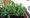 The Citizen Gardener: ‘Be radical and grow your own food’