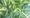The Citizen Gardener: ‘There’s no such thing as a pest’