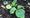 The Citizen Gardener: ‘We need to get used to weeds in the streets’
