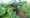 The Citizen Gardener: Summer slug fest
