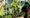 A resident waters her allotment. Photograph: Nomadic Community Gardens