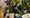 Green fingers: the next Not-So-Still Life will focus on Botanical Drawing