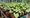 Community garden works to recover from break in and burglary