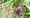 Vole patrol: Conservationist takes to Marshes to find out about its shrews and other small mammals