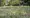 The Citizen Gardener: No Mow May