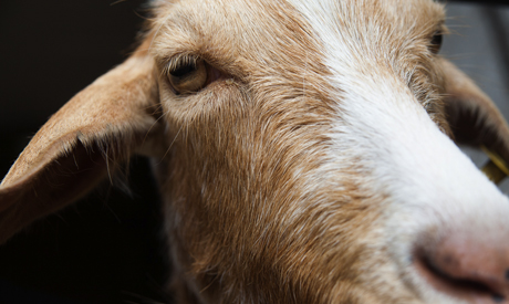 A goat at Hackney City Farm. Photograph: Eleonore de Bonneval