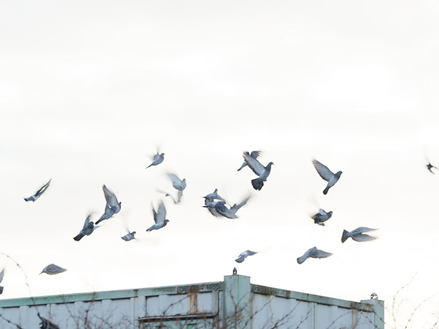 Birds in Along the Hackney Canal