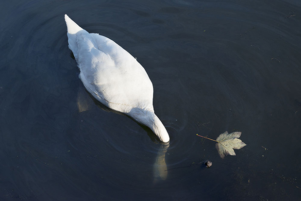 Along the Hackney Canal -Swan 620