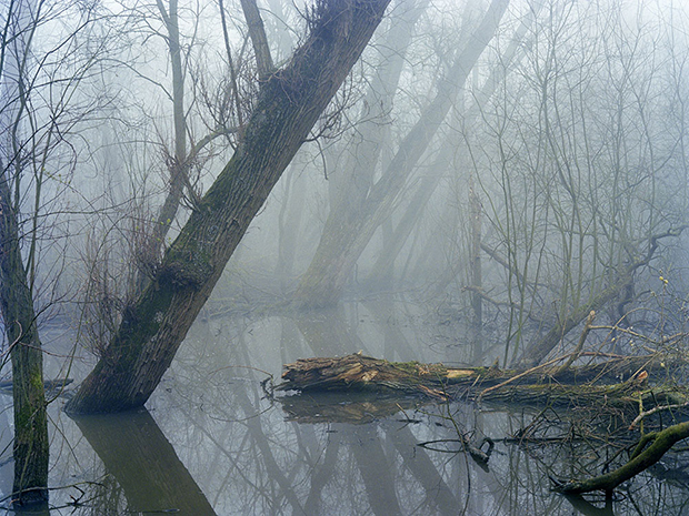 Trees in Along the Hackney Canal