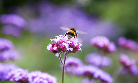 Bee with flowers