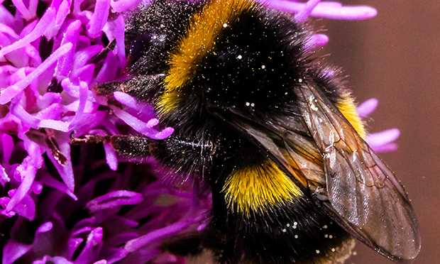 Bee on a flower