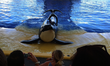 Still from film Blackfish