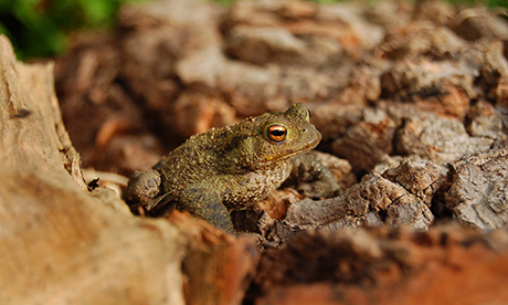toad