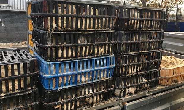 An example of how some fowl are transported