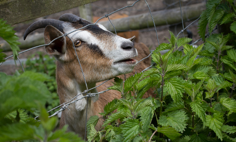 Goat meat 009
