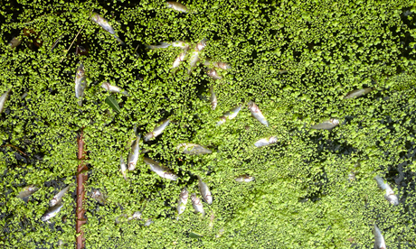 Dead fish near Lea Bridge. Photograph: Dee O'Connell