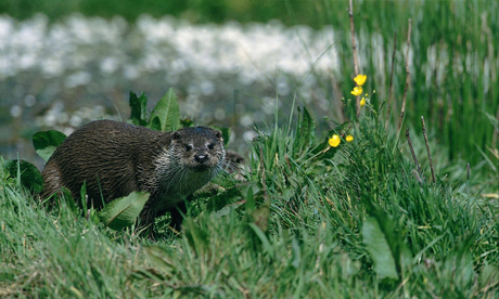 Going swimmingly: Otter numbers are increasing in Britain. Photograph: Lee Valley Regional Park Authority 
