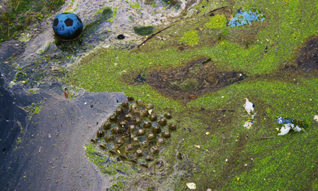 River Lea pollution