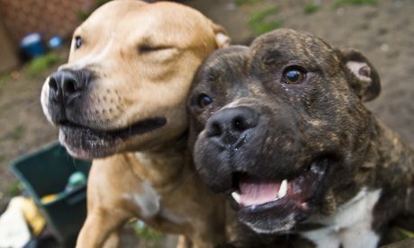 Staffie dogs Hackney