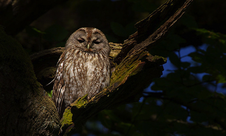 Tawny owl