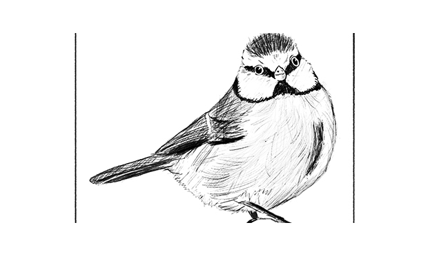 Titbits bird