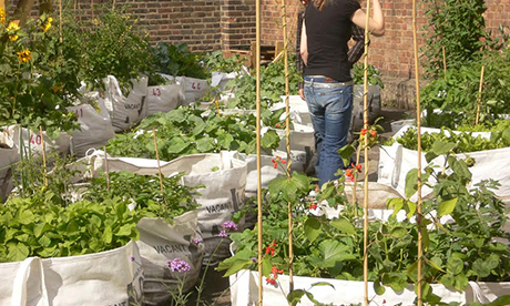 Vacant Lots Garden