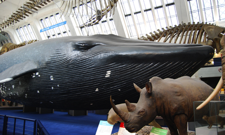 Whale Hall