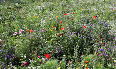 wildflower meadow