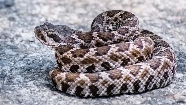 Rattlesnake season turns deadly in the West as treatment costs soar
