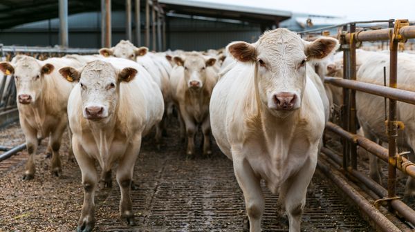 DOJ says meat-price settlement could help consumers, but grocery savings may take time