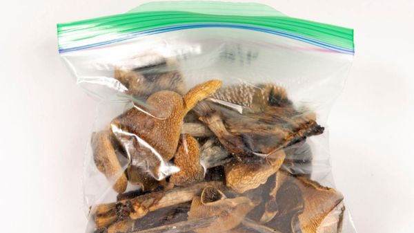 Psilocybin goes mainstream, but science and safeguards lag behind