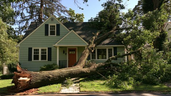 image of a tree falling on a house