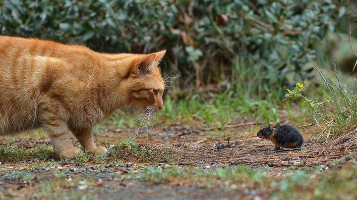 Outdoor cats have higher disease risk than their owners think