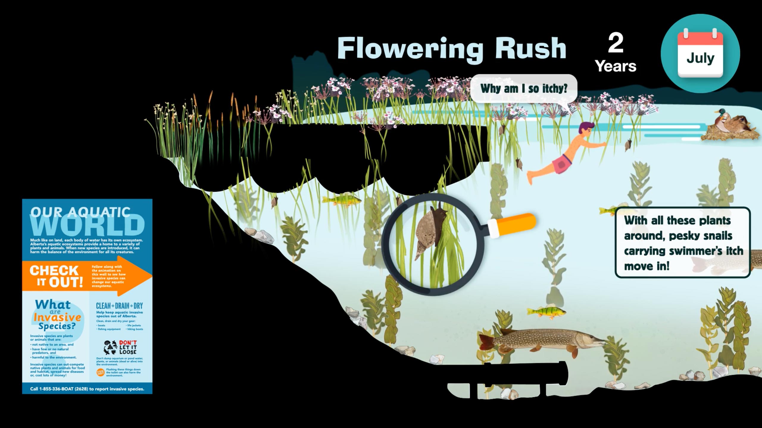 AIS-flowering-rush
