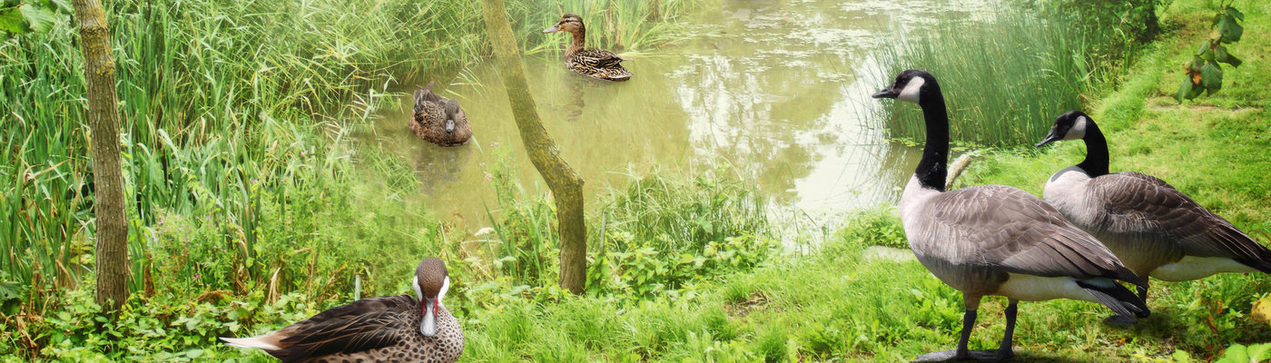 Thero-DividerSwap-Option1