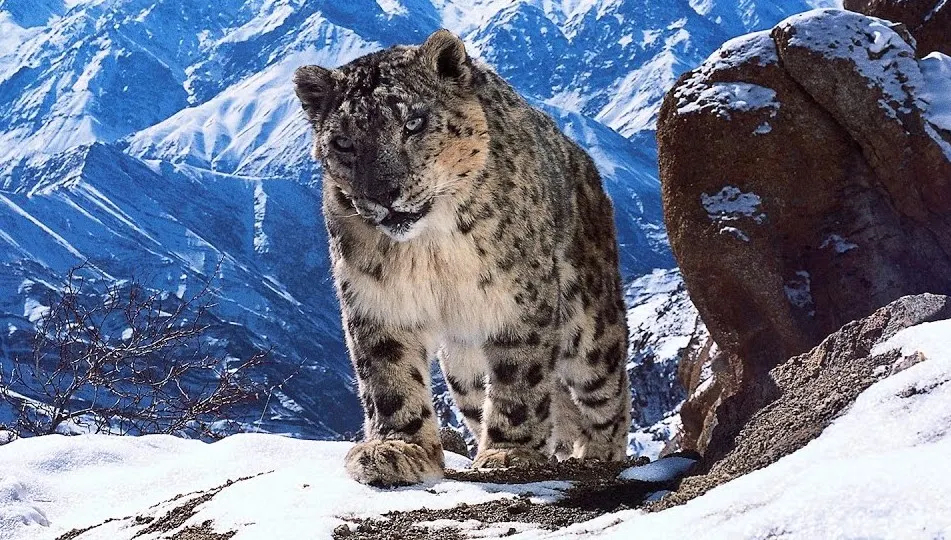 Get Closer To 'Planet Earth 2' With New 360 Degree Mini-Series