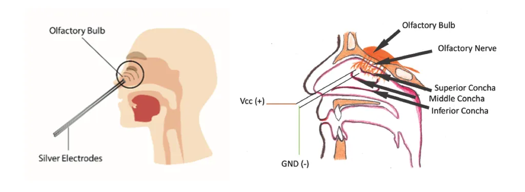 Electrical Nose Stimulation Could Let You Smell Anything In VR Without Chemicals Or Refills