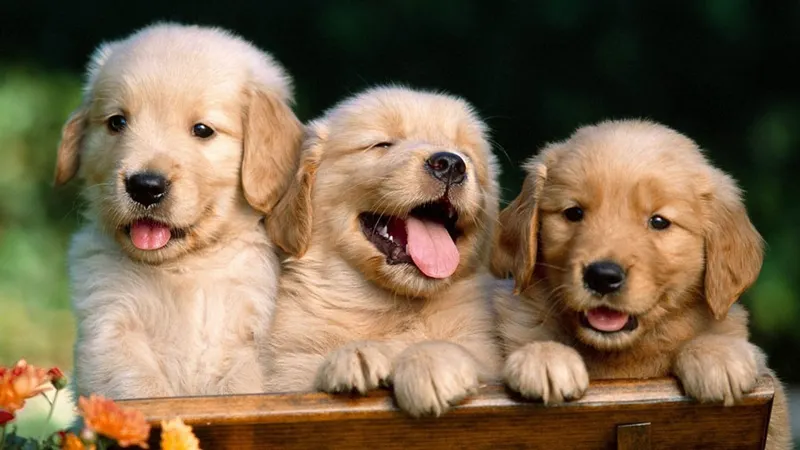 Play with puppies in VR. Who could ask for more?