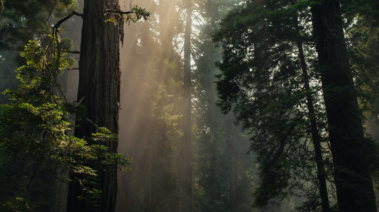 forest