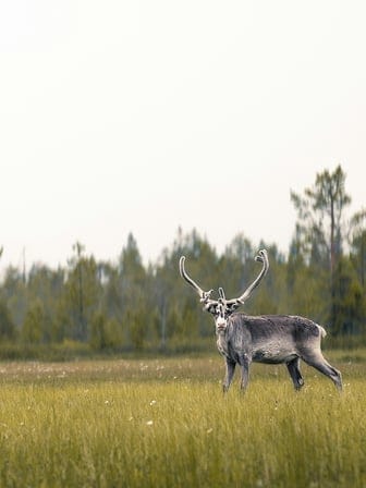 reindeer