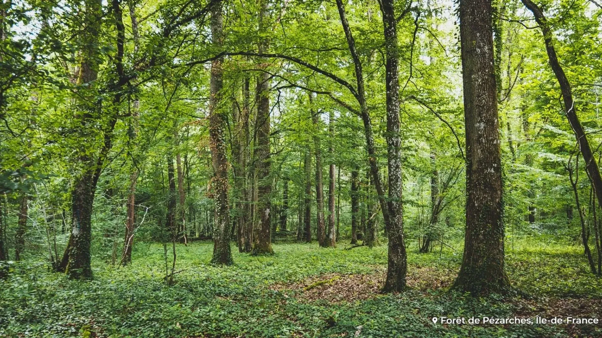 Agir avec Green-Got : Boiser une forêt à Ploemel en Bretagne