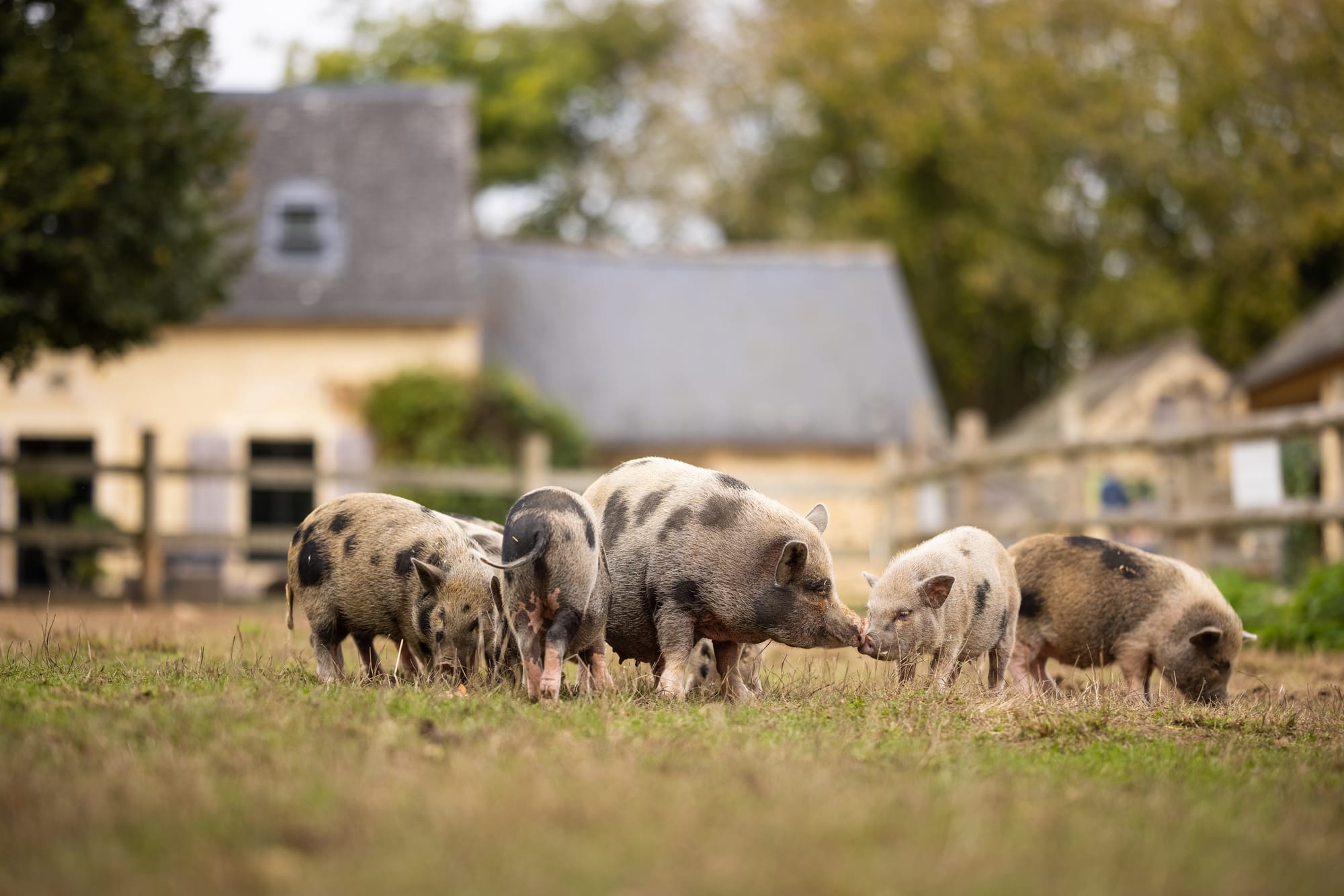 Agir avec Green-Got : le refuge GroinGroin