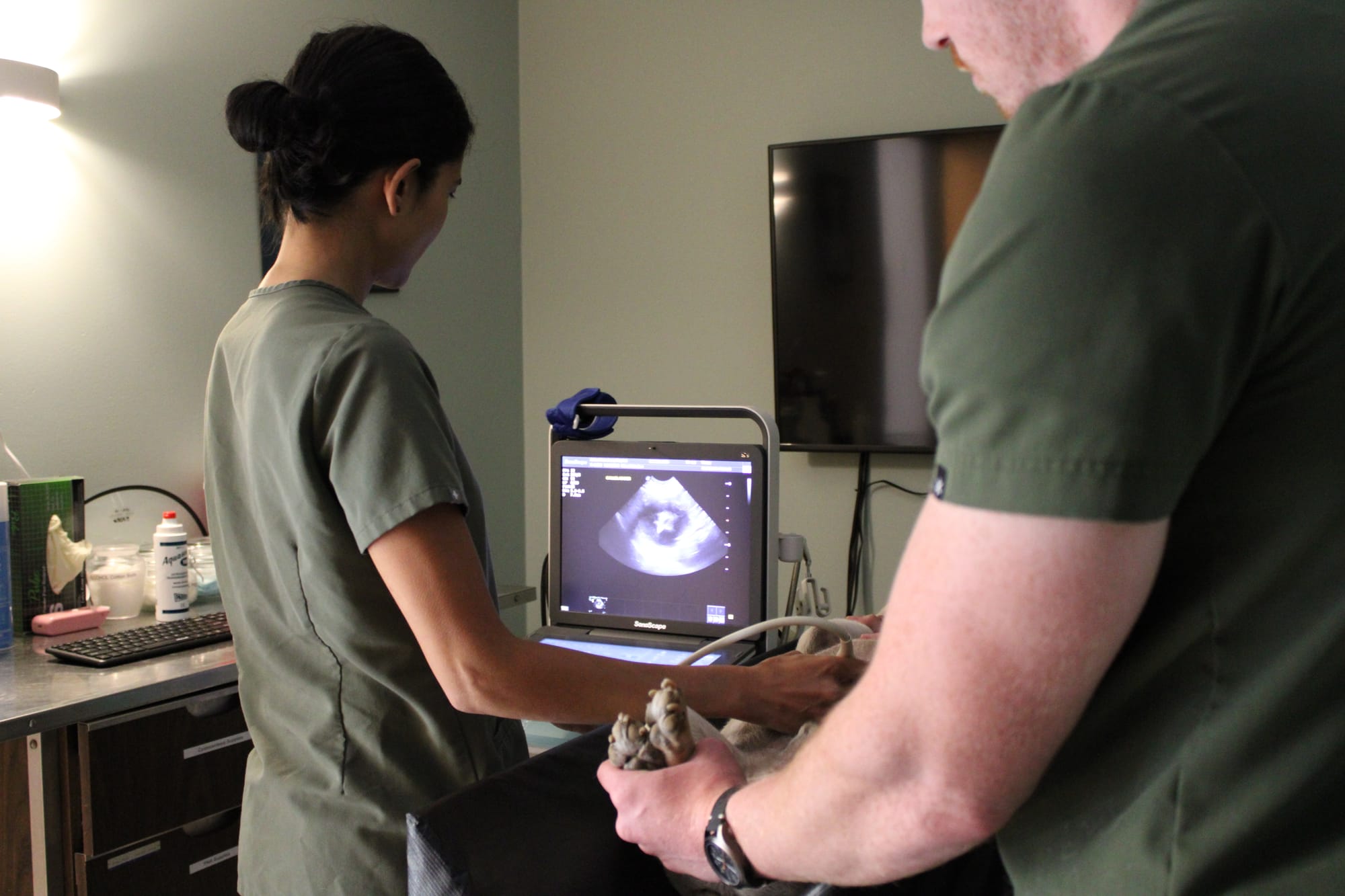 A veterinarian in green scrubs looks at a screen displaying an ultrasound while a man holds a dog's feet still